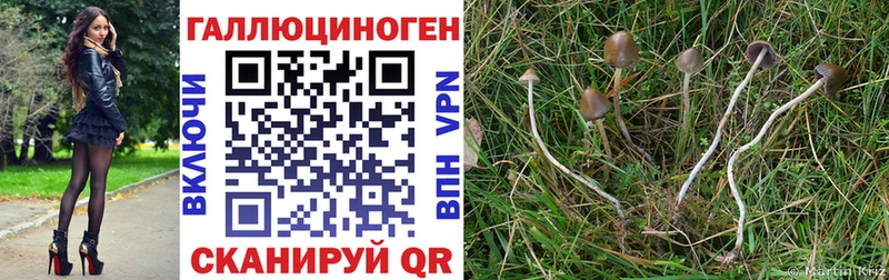 сколько стоит  Кувандык  Псилоцибиновые грибы Psilocybine cubensis 