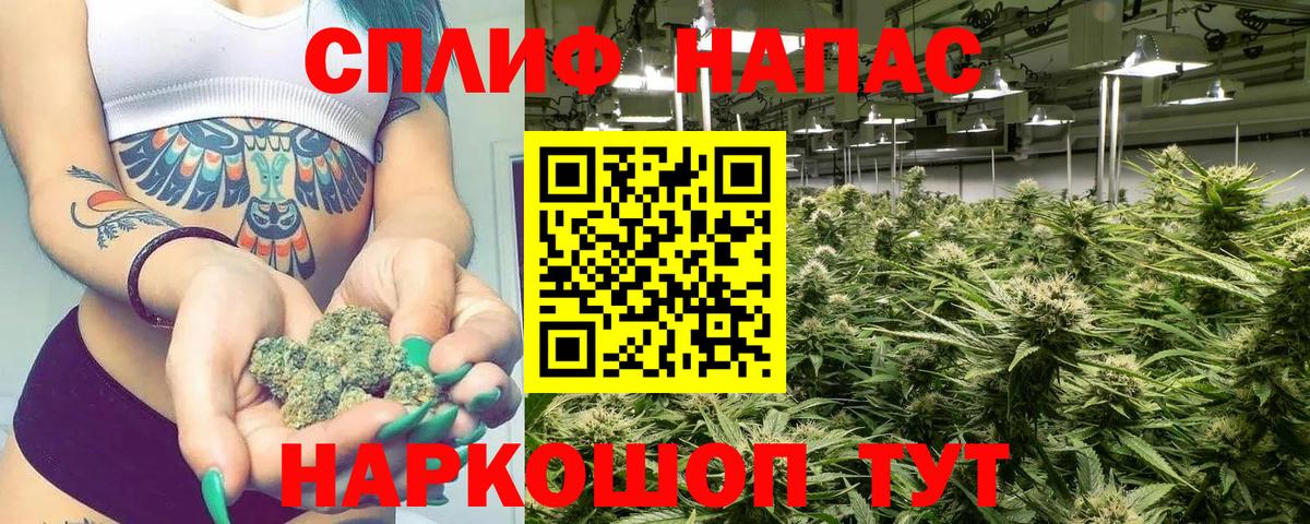 Конопля сатива Кувандык
